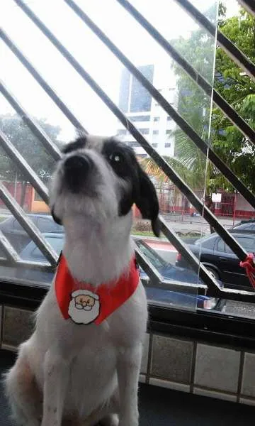 Cachorro ra a SRD idade 2 a 6 meses nome FILHOTE FLOQUINHA