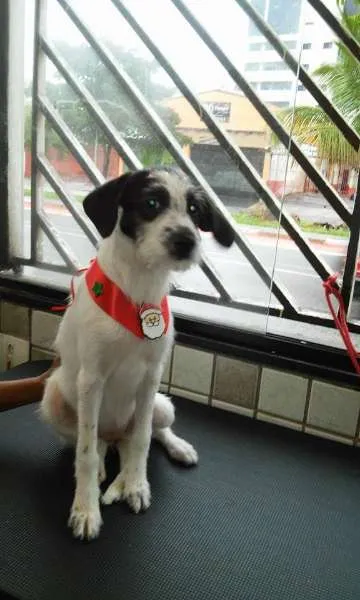 Cachorro ra a SRD idade 2 a 6 meses nome FILHOTE FLOQUINHA