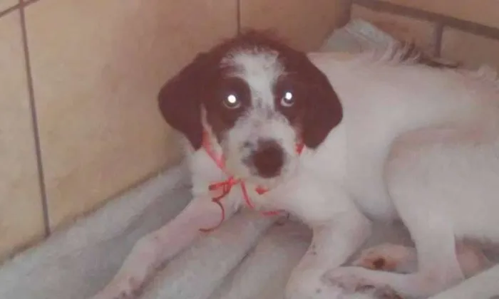 Cachorro ra a SRD idade 2 a 6 meses nome FILHOTE FLOQUINHA