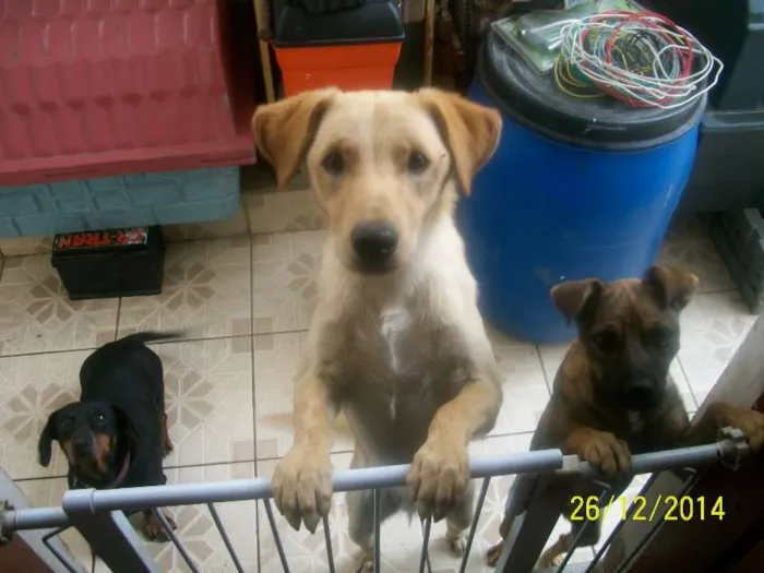 Cachorro ra a SRD idade 7 a 11 meses nome Nino