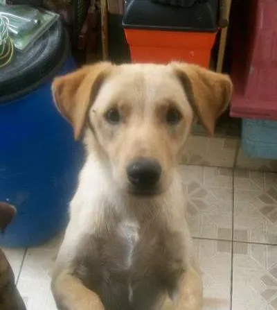 Cachorro ra a SRD idade 7 a 11 meses nome Nino