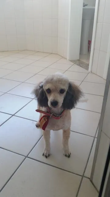 Cachorro ra a poodle/ viralata  idade 6 ou mais anos nome desconhecido
