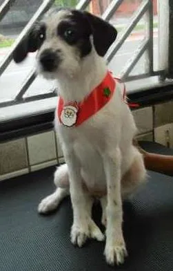 Cachorro ra a SRD idade 2 a 6 meses nome FILHOTE FLOQUINHA