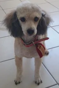 Cachorro ra a poodle/ viralata  idade 6 ou mais anos nome desconhecido