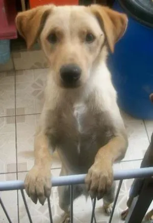 Cachorro raça SRD idade 7 a 11 meses nome Nino