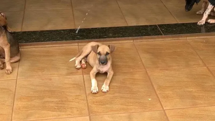 Cachorro ra a indefinida idade 2 a 6 meses nome Dolar