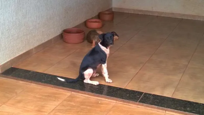 Cachorro ra a indefinida idade 2 a 6 meses nome Kiara