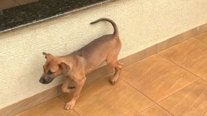 Cachorro ra a indefinida idade 2 a 6 meses nome Rebeca