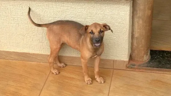 Cachorro ra a indefinida idade 2 a 6 meses nome Rebeca