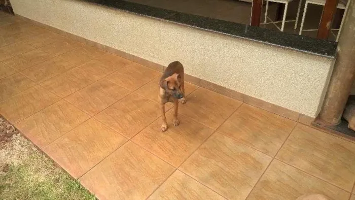 Cachorro ra a indefinida idade 2 a 6 meses nome Thor