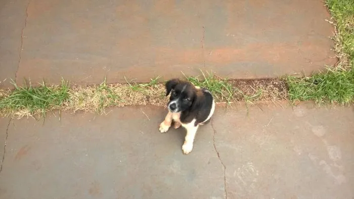 Cachorro ra a indefinida idade 2 a 6 meses nome Drica