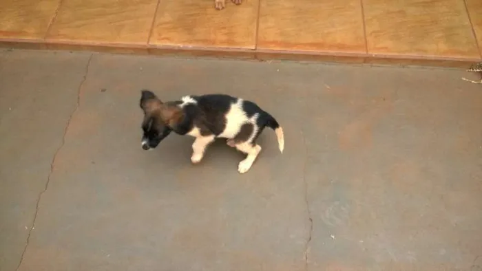 Cachorro ra a indefinida idade 2 a 6 meses nome Drica