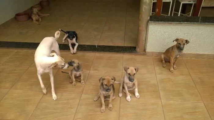 Cachorro ra a SRD idade 2 a 6 meses nome Lua
