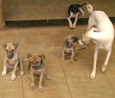Cachorro ra a SRD idade 2 a 6 meses nome Lua
