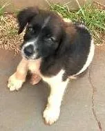 Cachorro raça indefinida idade 2 a 6 meses nome Drica