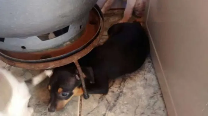 Cachorro ra a indefinida idade Abaixo de 2 meses nome sem nomes