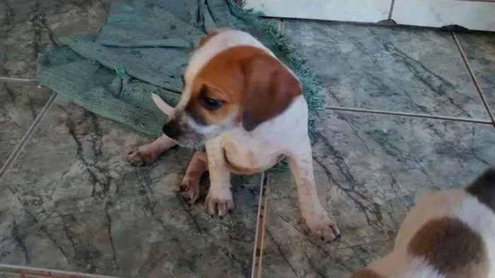 Cachorro ra a indefinida idade Abaixo de 2 meses nome sem nomes