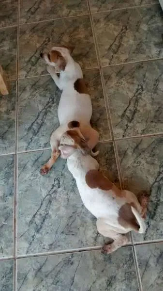 Cachorro ra a indefinida idade Abaixo de 2 meses nome sem nomes