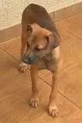 Cachorro raça indefinida idade 2 a 6 meses nome Thor