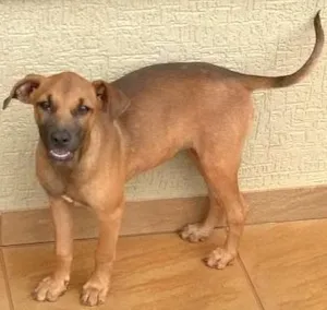 Cachorro raça indefinida idade 2 a 6 meses nome Rebeca