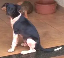 Cachorro raça indefinida idade 2 a 6 meses nome Kiara