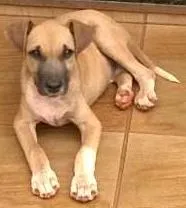 Cachorro raça indefinida idade 2 a 6 meses nome Dolar