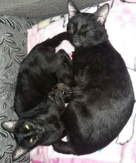 Gato ra a  idade 7 a 11 meses nome Bebe