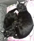 Bebe
