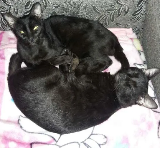 Gato ra a  idade 7 a 11 meses nome Bebe