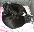 Bebe