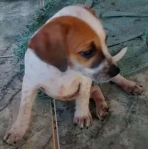 Cachorro raça indefinida idade Abaixo de 2 meses nome sem nomes