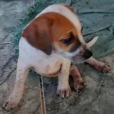 Cachorro ra a indefinida idade Abaixo de 2 meses nome sem nomes