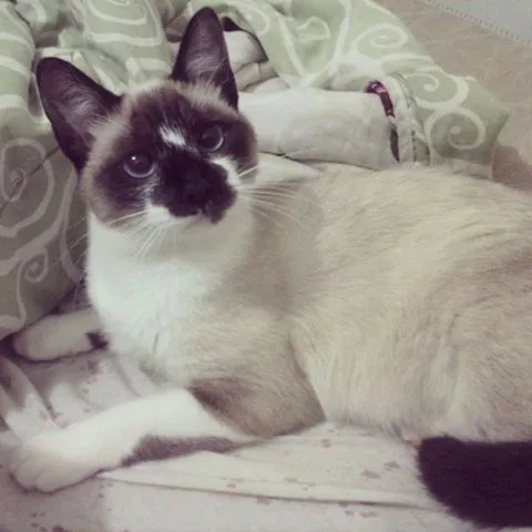 Gato ra a Siamês idade 7 a 11 meses nome Talou