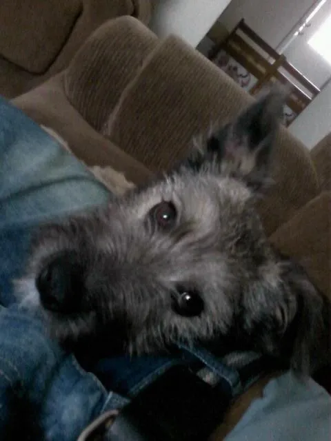 Cachorro ra a srd idade 7 a 11 meses nome Guerrero