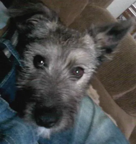 Cachorro ra a srd idade 7 a 11 meses nome Guerrero