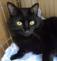 Gato raça SRD idade 1 ano nome Greg