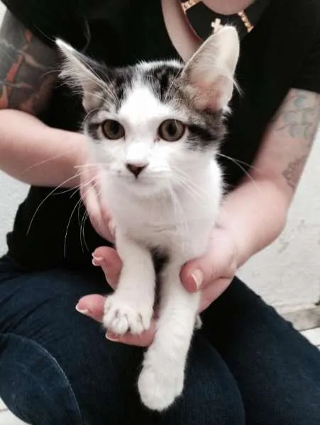 Gato ra a SRD idade 2 a 6 meses nome Marcos