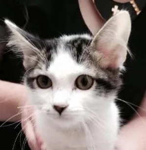 Gato ra a SRD idade 2 a 6 meses nome Marcos