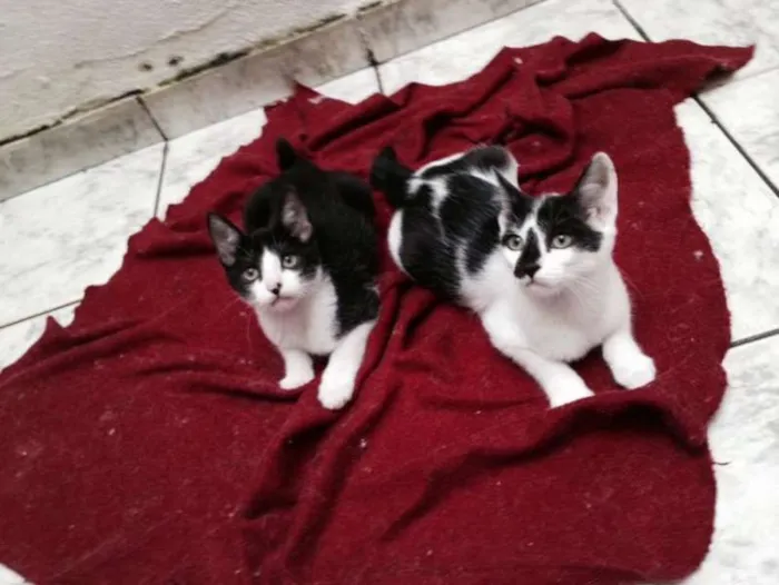 Gato ra a SRD idade 2 a 6 meses nome Lucas e Luana