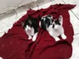 Lucas e Luana