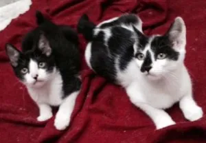 Gato raça SRD idade 2 a 6 meses nome Lucas e Luana