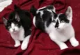 Lucas e Luana