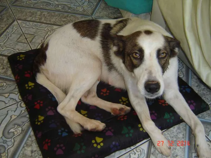 Cachorro ra a border collie com viralatas idade 3 anos nome nina