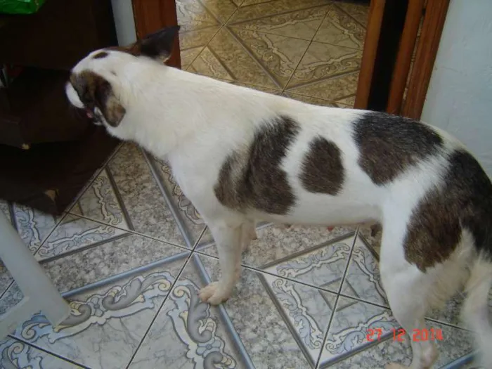 Cachorro ra a border collie com viralatas idade 3 anos nome nina