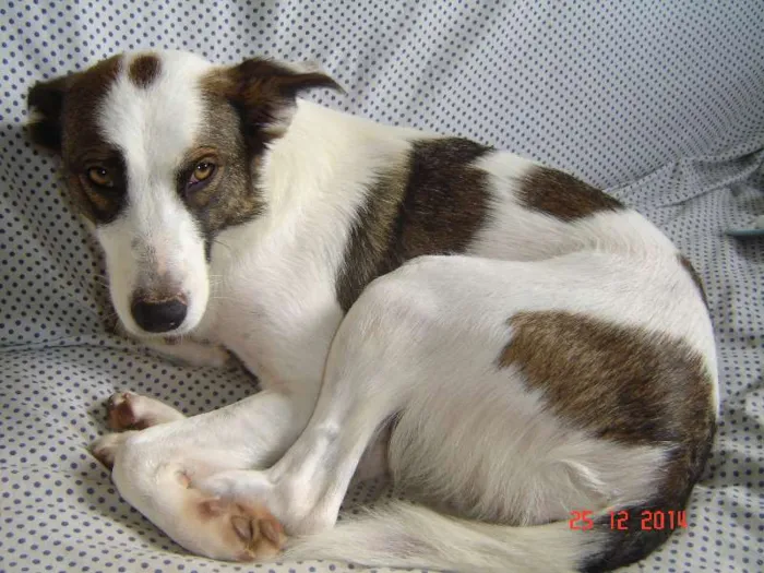 Cachorro ra a border collie com viralatas idade 3 anos nome nina