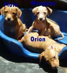 Cachorro ra a SRD idade 2 a 6 meses nome Filhotes