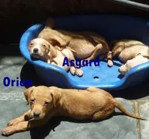 Cachorro ra a SRD idade 2 a 6 meses nome Filhotes