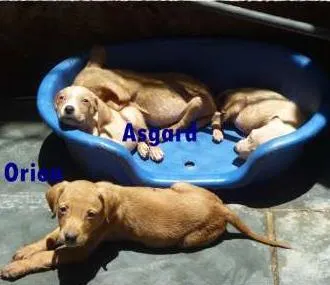 Cachorro ra a SRD idade 2 a 6 meses nome Filhotes