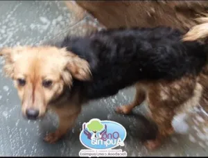 Cachorro raça SRD idade 1 ano nome Flor
