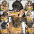 Hulk, Conan, Steve,